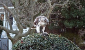 Hawk on a bush, eating a squirrel