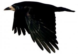 black bird in flight