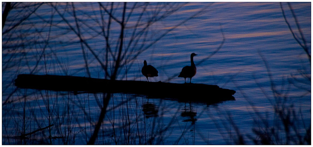 2 ducks silhouetted against a nighttime blue lake