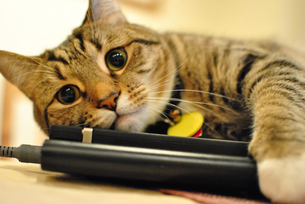 a picture of a cat laying behind and holding some electronic connectors